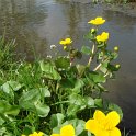 Caltha palustris (2)